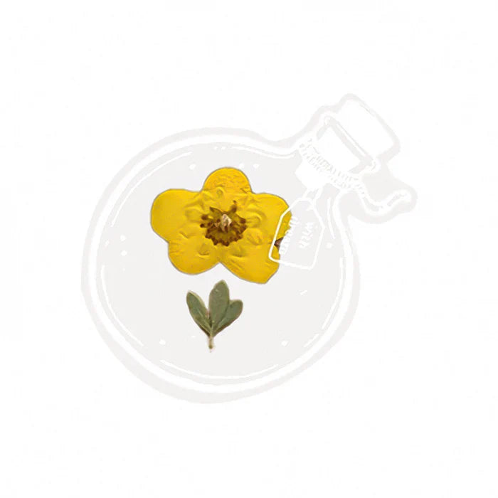 Transparent Seal Flower Bookmark